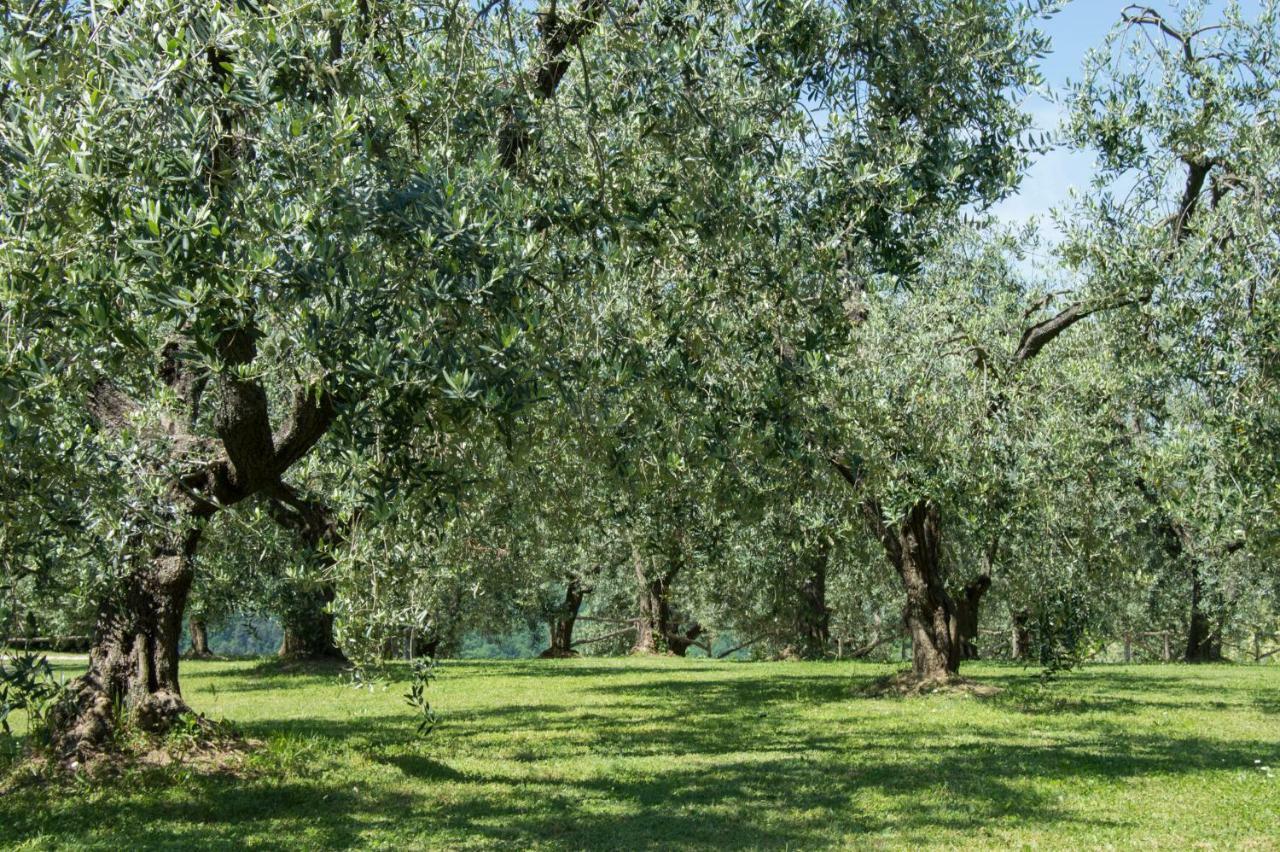 Agriturismo Podere La Casa 帕拉亚 外观 照片